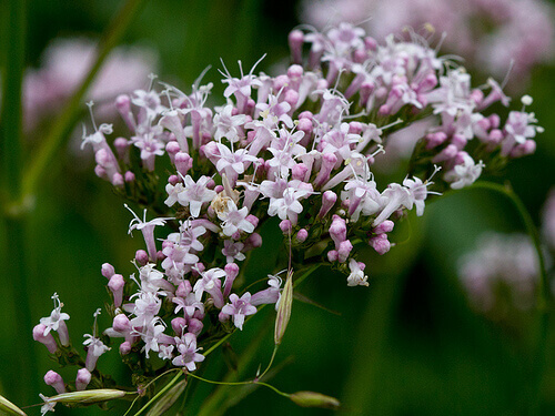 valeriana1