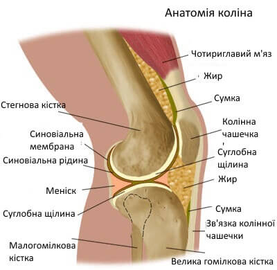 анатомія коліна