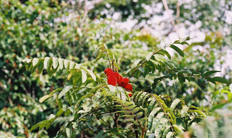 дерево Борутуту