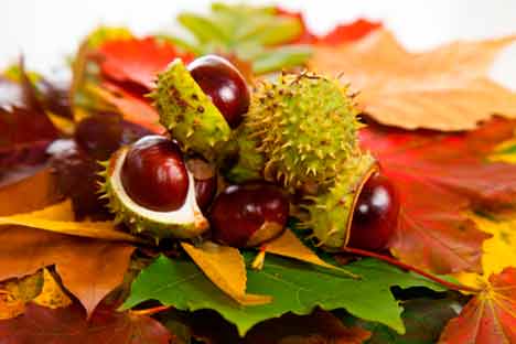 Лікувальні властивості індійського кінського каштану