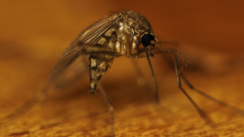натуральні засоби від комарів