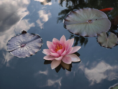 Квітка лотоса