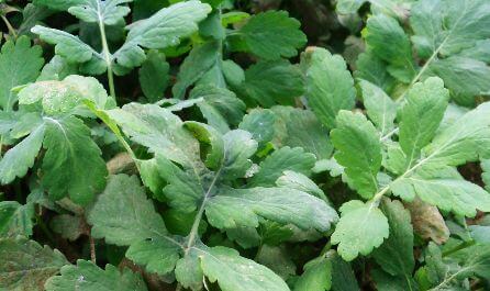 чистотіл використовують для очищення печінки