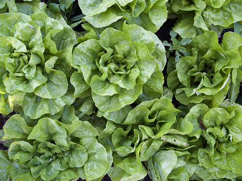 зелень для зволоження шкіри