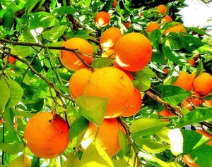 Дивовижні властивості та використання апельсинів