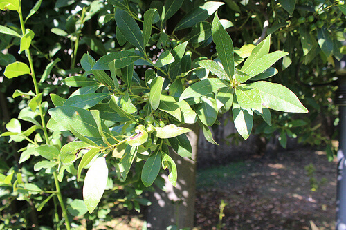 лавровий лист