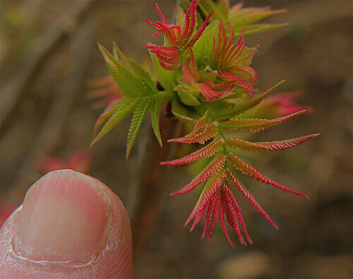 лікування проблем з нігтями природними засобами