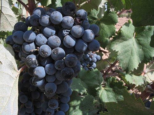Виноград