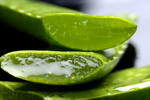 Aloe-vera1