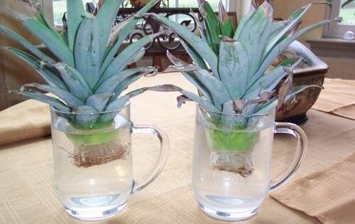 крок 2 як виростити ананас