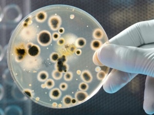 Типи бактерій, знайдені на грошах