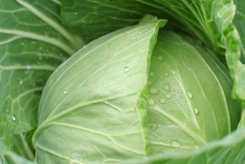 радикуліт можна лікувати за допомогою компресів з листя капусти