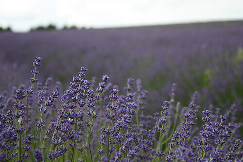 lavanda-svendah