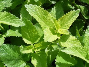 Меліса проти безсоння