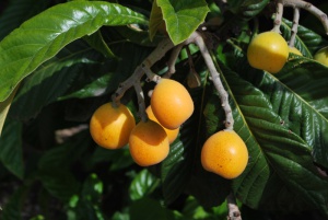 pechinka4