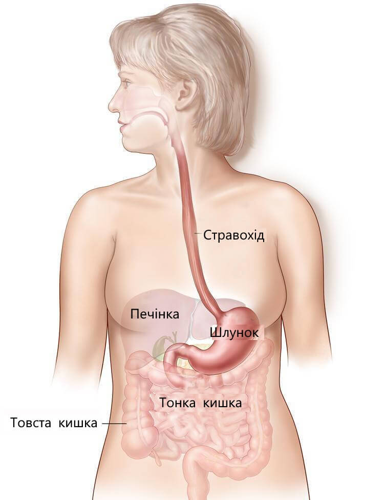 схематичне зображення стравоходу та шлунково-кишкового тракту загалом