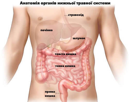 травна система людини