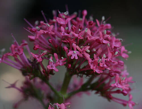 valeriana