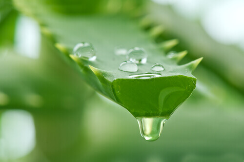 Aloe-2