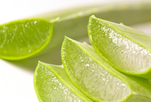 Aloe-vera3