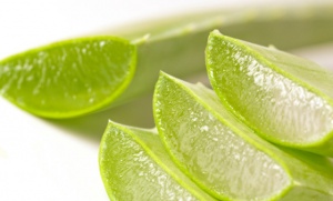 Aloe1-300x181