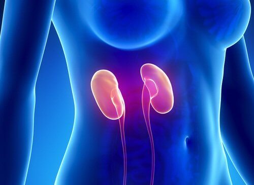 факти про нирки