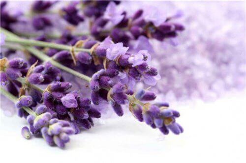 Lavanda-relax-500x332