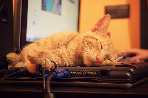 кішка спить на ноутбуку
