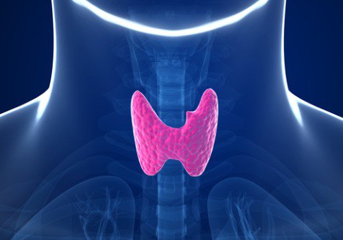 щитовидна залоза