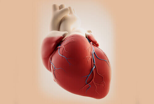схематичне зображення серця