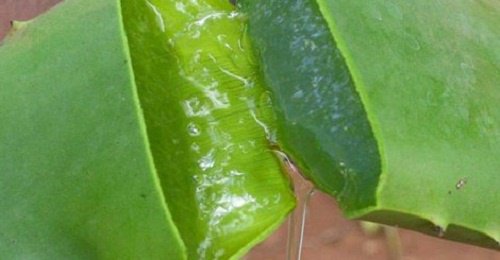 1-aloe