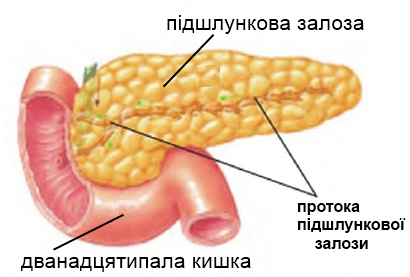 схематичне зображення підшлункової залози