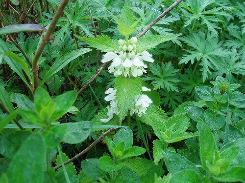 Лосьйон із розмарину та кропиви