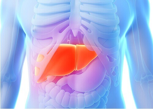 печінка у тілі людини