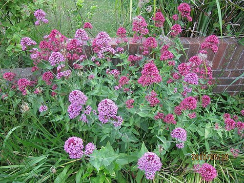 valeriana