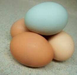 яйця різного кольору