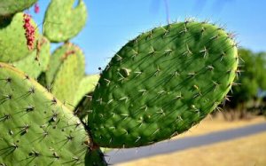 Цілющі властивості мексиканського кактуса