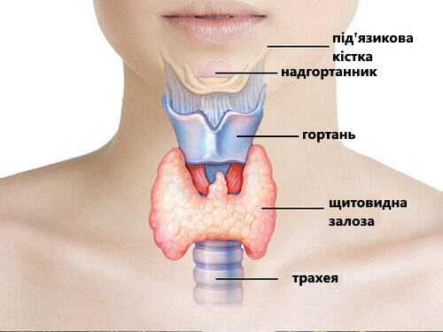 Натуральне лікування захворювань щитоподібної залози