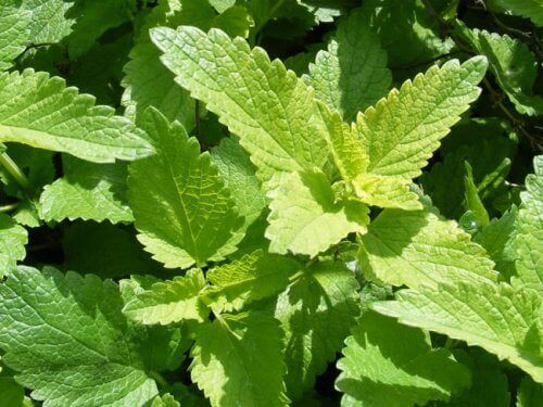 мята заспокоїть нерви