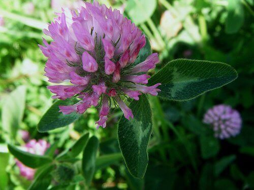 Конюшина виводить токсини з нирок