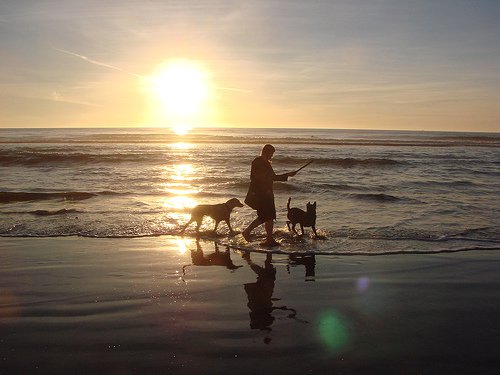 прогулянка на морі з собаками