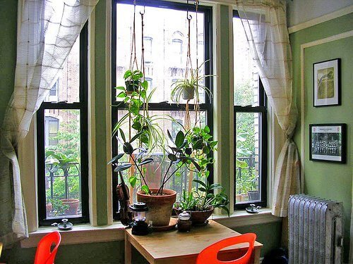 кімнатні рослини на столі