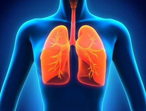 схематичний малюнок людини з легенями