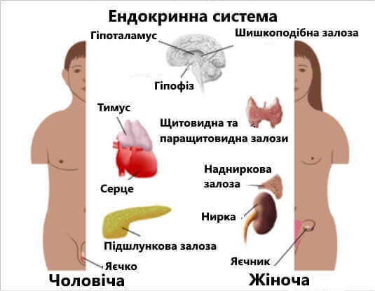 будова ендокринної системи