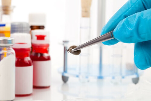 способи позбутися кліщів