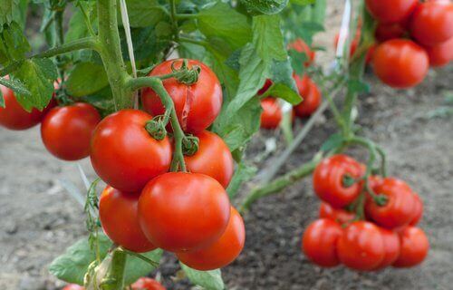 Як вирощувати помідори в домашніх умовах