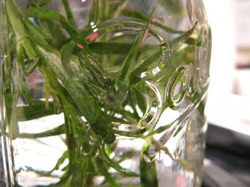 розмаринова олія