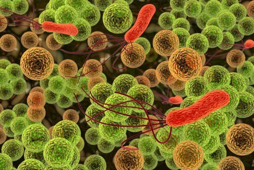 Bacteriyi
