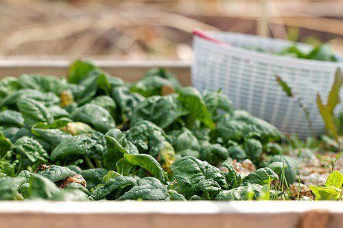 30 багатих на залізо продуктів від втоми та головного болю