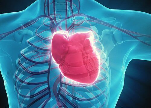 серце у тілі людини